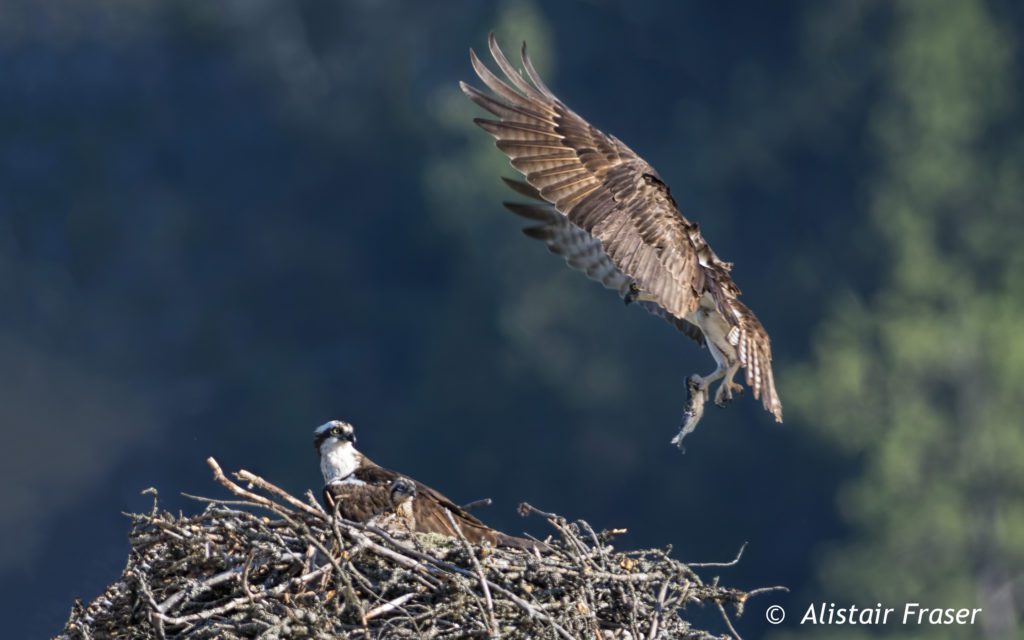 ospreys_Alistair_Fraser